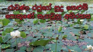 The Secret of King Ravana's White Lotus Pond | රාවණා රජුගේ සුදු නෙළුම් පොකුණේ රහස | Great Ideas