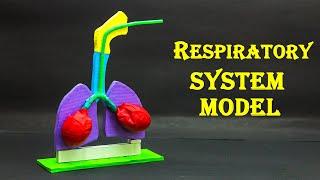 School Science Projects | Respiratory System Model