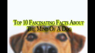 Top 10 Fascinating Facts About The Mind Of A Dog 2