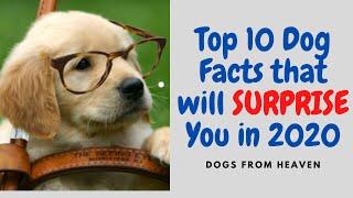 Top 10 Dog Facts that will SURPRISE You in 2020