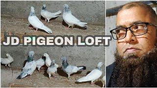 JD Pigeon Loft | Top Quality High Flying Pigeons