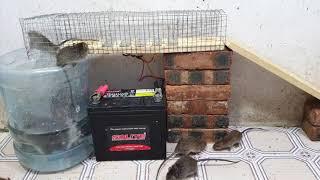 Top 10 Electric Rat Traps 