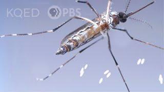 This Dangerous Mosquito Lays Her Armored Eggs – in Your House | Deep Look