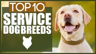 Top 10 SERVICE DOG BREEDS