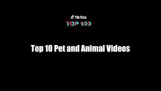 Top 10 Pet and Animal Videos - 2019 TikTok Top 100 Report