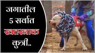 जगातील 5 सर्वात खतरनाक Body असणारी कुत्री | Top 5 Most Muscular Dog Breeds | Full HD | Kadak Marathi