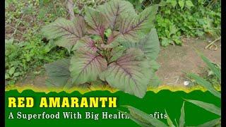 What Is Red Amaranth? A Superfood With Big Health Benefits | TOP 10 Indian Herbs