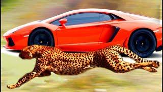 10 Faster Animals Than A Lamborghini!