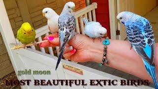 Top Most Beautiful Amazing Exotic Birds | Telegraph Hill Parrots | Red Head Gouldian Finch