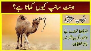 Why camel eat snake | Amazing facts about camels | Top Information tv