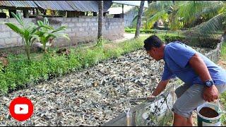 Hybrid Magur Fish Farming Business in Philippines│CATFISH FARMING