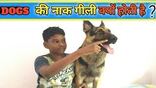 Top 10 mind blowing dog facts in hindi. // Enjoy with Rahul //