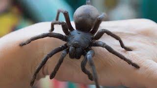 The 10 Biggest Spiders in the World