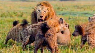 Best Lion Moments: Part 1 | Top 5 | BBC Earth