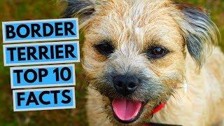 Border Terrier - TOP 10 Interesting Facts