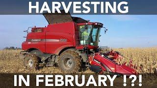 Harvesting Maize in February