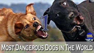 TOP 10 Most Dangerous Dogs In World...DO WATCH!!