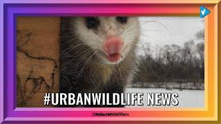 Top 10 #urbanwildlife Posts, Starring: exploringnaturephoto