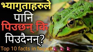 के भ्यागुताहरुले पानी पिउछन् ? ||Did Frogs Drinks Water?||Top 10 Facts in nepali