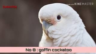 Top 10 beautiful cockatoo in the world