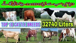 Top 10 Milk producing Cattle In the world||Interesting Information|| Secure Animals