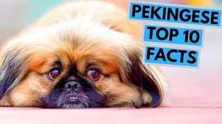 Pekingese - TOP 10 Interesting Facts