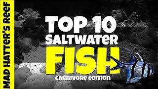 Top 10 Carnivore Saltwater Fish