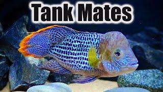 Top 10 Tank Mates for Green Terror Cichlids