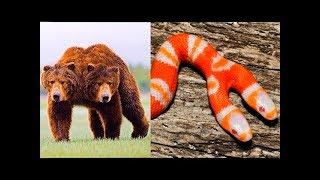 दो सिर वाले 10 अद्भुत जानवर |  10 ANIMALS WITH TWO HEADS | TOP 10 RARE TWO-HEADED ANIMALS |