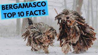 Bergamasco Dog Breed - TOP 10 Interesting Facts