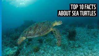 Top ten facts about sea turtles | WWF