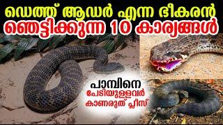 Top 10 facts about Death Adder Snake | ഡെത്ത് ആഡര്‍ എന്ന ഭീകരനായ പാമ്പ്‌ !ഞെട്ടിക്കുന്ന കാര്യങ്ങള്‍