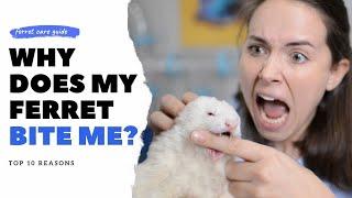 Ferret BITING Explained |  Top 10 Reasons Your Ferret Bites Hard