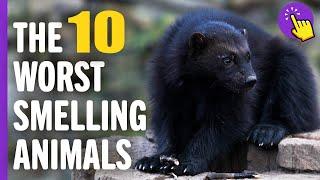 Top 10 worst smelling animals | Animals World | Keep it in mind