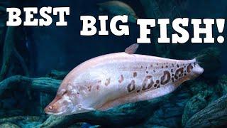 What's The Best BIG FISH For Beginners?? Tank Talk Live! (Live Stream)