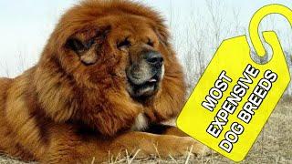 Top 10 World's Most Expensive Dog Breeds 2020