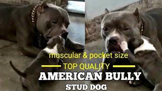 Real pocket size American bully || Top quality import line || stud service || @Eyna the gsd life