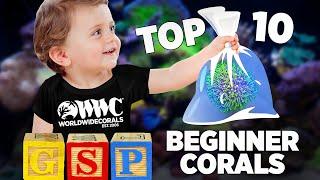 Top 10 Corals for Beginners - World Wide Corals