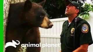 Bear Found Napping In A Garden Needs To Get Back To The Woods | North Woods Law