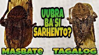 Masbate VS tagalog! May ibubuga ba ang tagalog sa masbate??