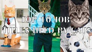 TOP 10 JOB TITLES HELD BY CATS