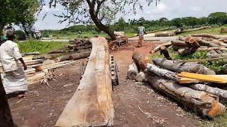 Long Teak Wood Slice Cutting at Logging Mill।BD Sawmill।Asian Teak Wood Cutting Sawmill