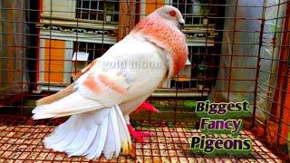 Top Best and Biggest Exotic Fancy Pigeons Colection | 10 Different Type Of Fancy Pigeons | Fancy Pet