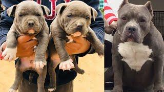 Top quality American bully or Rottweiler puppies for sale