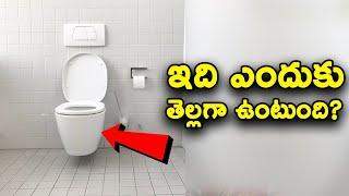 Why Toilet is white and Some Interesting Fact || T Talks