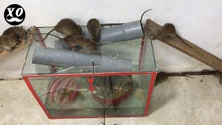 Top 10 Mouse/ Rat Trap | Best Idea Mouse Trap Water 