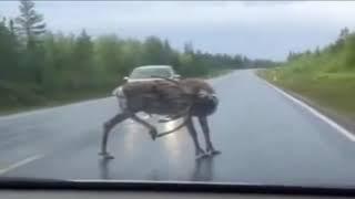 Top 10 Moose on the road compilation