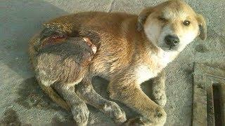 Rescue Poor Dog Suffered serious accident lying on the streets for 10 days without help