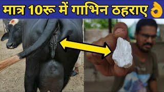 गाय/भैंस को गाभिन ठहराये मात्र 10 रू में| Pashu ko Gabhin thahrane |Repeater problem in cow/buffalo.