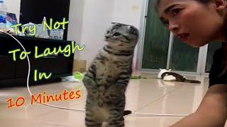 Funny Cat Videos 